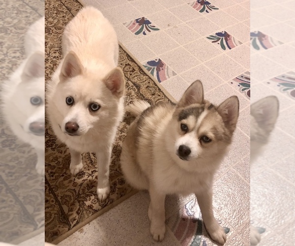 Medium Photo #1  Breeder Profile in NEWPORT, DE, USA