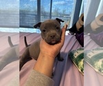 Small breeder photo