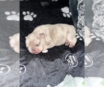 Small #56 Breeder Profile image