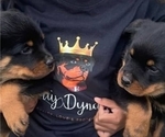 Small #1 Breeder Profile image