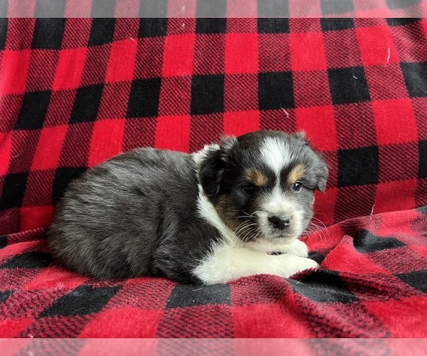 Medium Photo #6  Breeder Profile in BAKER CITY, OR, USA