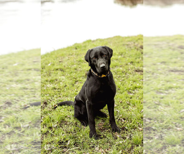 Medium Photo #1  Breeder Profile in PIERZ, MN, USA