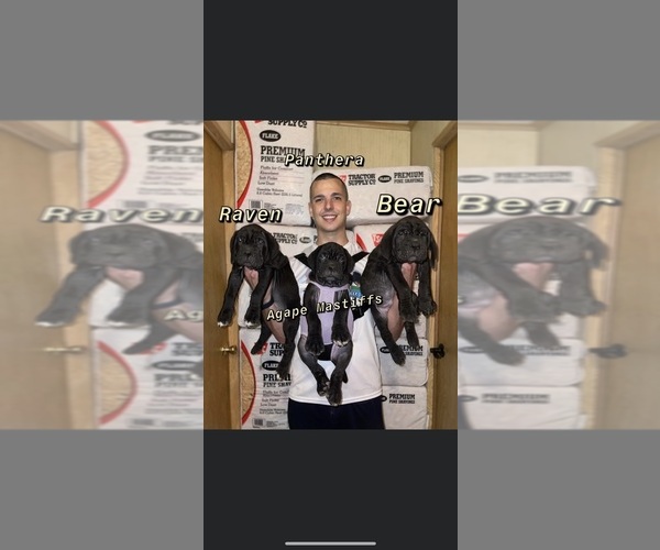 Medium Photo #41  Breeder Profile in MORRISTON, FL, USA