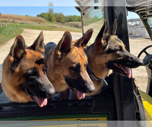 German Shepherd Dog Dog Breeder near EDGEWOOD, IA, USA