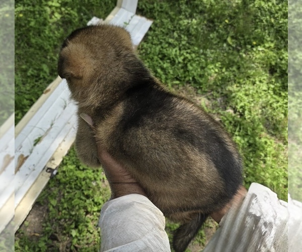 Medium Photo #4  Breeder Profile in MISSOURI CITY, TX, USA