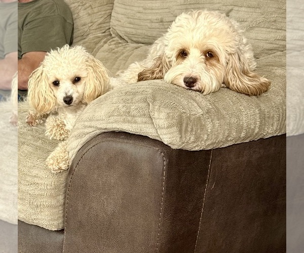 Medium Photo #6  Breeder Profile in MORGANTON, GA, USA