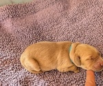 Small #1 Breeder Profile image