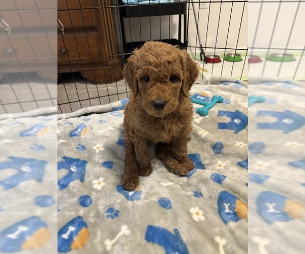 Medium Photo #26  Breeder Profile in CEDAR RAPIDS, IA, USA
