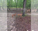 Small Photo #10  Breeder Profile in ALBA, TX, USA