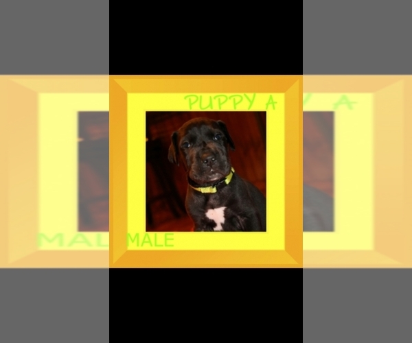 Medium Photo #1  Breeder Profile in RAYMOND, OH, USA