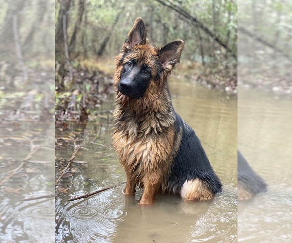 Medium Photo #32  Breeder Profile in COVINGTON, LA, USA