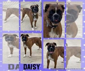 Boxer Dog Breeder near LINN GROVE, IN, USA