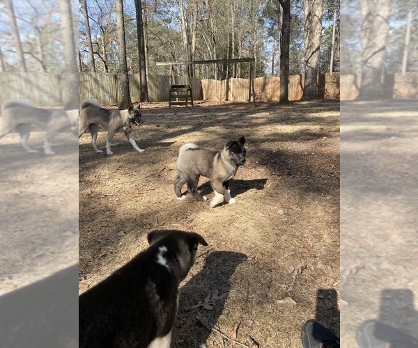 Medium Photo #19  Breeder Profile in MCDONOUGH, GA, USA
