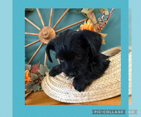 Medium Photo #1  Breeder Profile in BENNINGTON, IN, USA