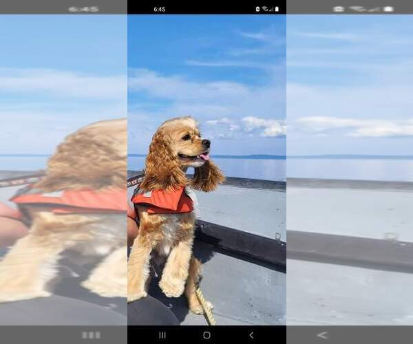 Medium Photo #53  Breeder Profile in Aylmer, Ontario, Canada