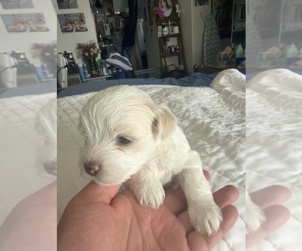 Medium Photo #3  Breeder Profile in SAN JOSE, CA, USA