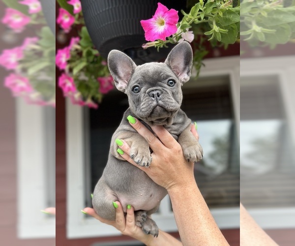 Medium Photo #1  Breeder Profile in LACEY, WA, USA