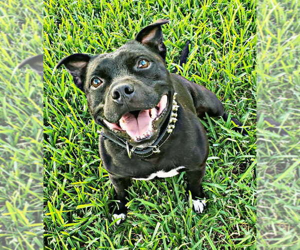 Medium Photo #1  Breeder Profile in HOUSTON, TX, USA