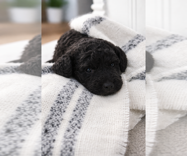 Medium Photo #1  Breeder Profile in LYONS, GA, USA