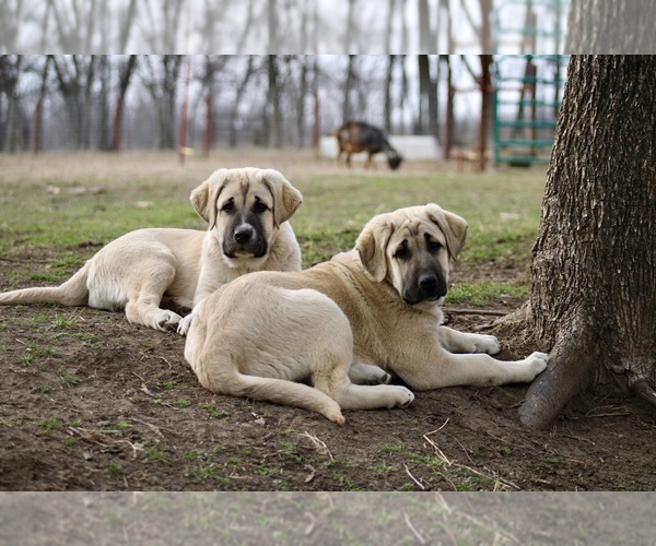 Medium Photo #1  Breeder Profile in NOWATA, OK, USA