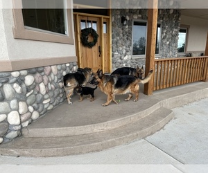 German Shepherd Dog Dog Breeder near PIERCE, CO, USA