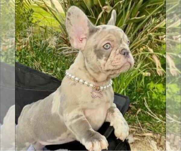 Medium Photo #1  Breeder Profile in BAKERSFIELD, CA, USA