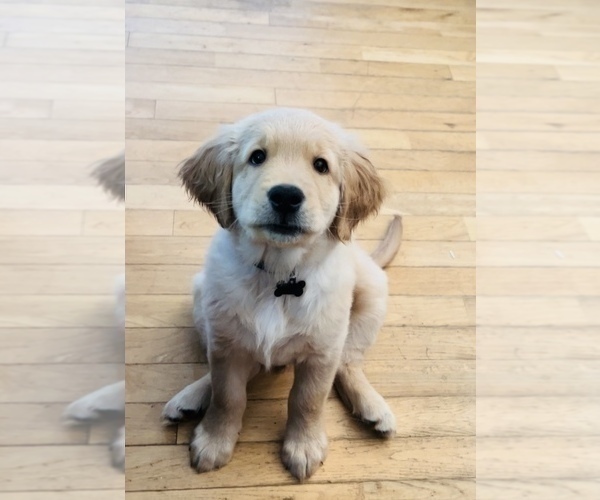 Medium Photo #11  Breeder Profile in SUWANEE, GA, USA