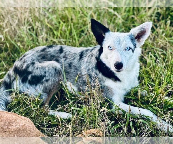 Medium Photo #28  Breeder Profile in CAMAS, WA, USA