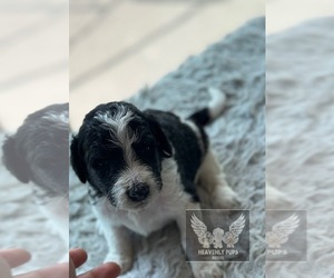 Goldendoodle Dog Breeder near DULUTH, MN, USA