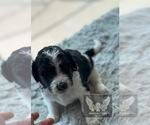 Small breeder photo