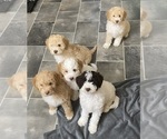 Small #6 Breeder Profile image