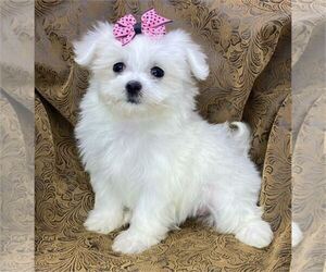 Maltese Dog Breeder in PEMBROKE PINES,  USA