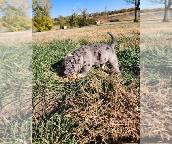 Medium Photo #8  Breeder Profile in MARTELL, NE, USA