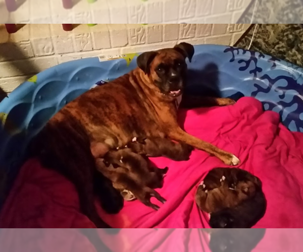 Medium Photo #1  Breeder Profile in FORT WORTH, TX, USA
