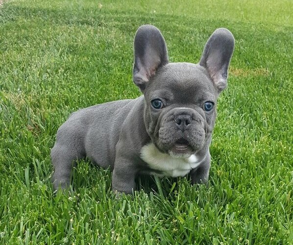 Medium Photo #25  Breeder Profile in LAS VEGAS, NV, USA