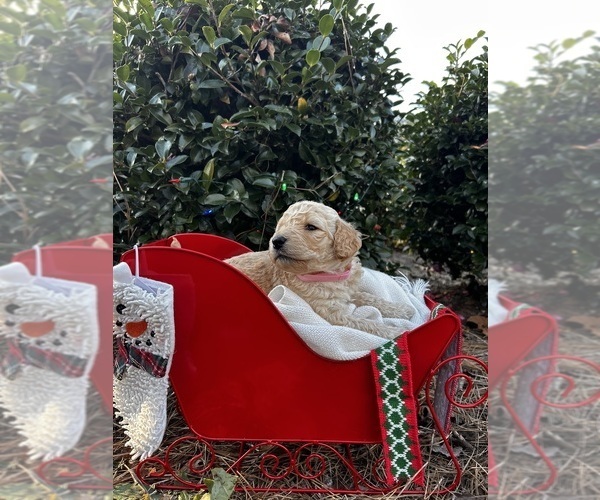 Medium Photo #4  Breeder Profile in ENTERPRISE, AL, USA