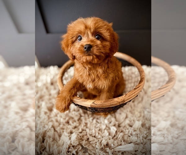 Medium Photo #10  Breeder Profile in CROSSVILLE, TN, USA