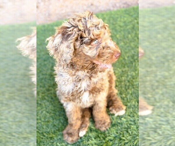 Medium Photo #14  Breeder Profile in APACHE JUNCTION, AZ, USA