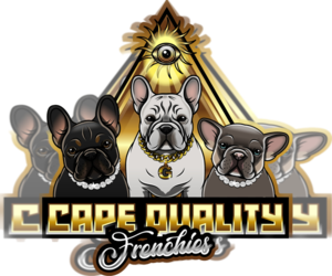 French Bulldog Dog Breeder near CAPE CORAL, FL, USA
