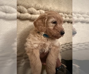 Doodle-Golden Retriever Mix Dog Breeder near AUSTELL, GA, USA