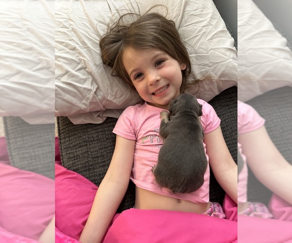 Medium Photo #1  Breeder Profile in WAYNESVILLE, OH, USA