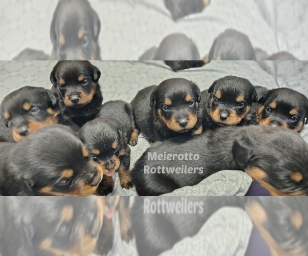 Medium Photo #6  Breeder Profile in BONAPARTE, IA, USA