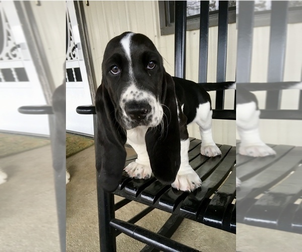 Medium Photo #1  Breeder Profile in PURDY, MO, USA