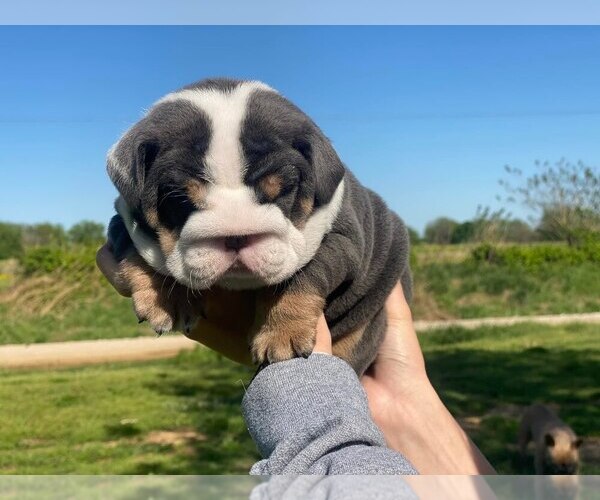 Medium Photo #1  Breeder Profile in CHECOTAH, OK, USA
