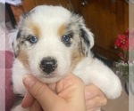 Small #11 Breeder Profile image