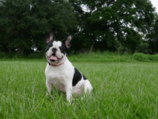 Medium Photo #1  Breeder Profile in CLEARWATER, FL, USA