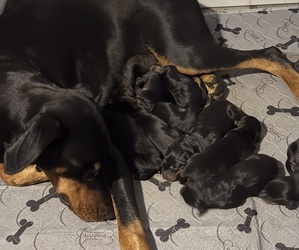 Doberman Pinscher Dog Breeder near CHEPACHET, RI, USA