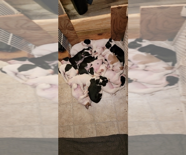 Medium Photo #1  Breeder Profile in MARYVILLE, MO, USA