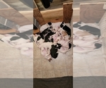 Small breeder photo