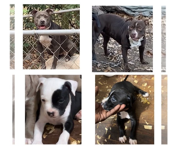 Medium Photo #1  Breeder Profile in AUGUSTA, GA, USA